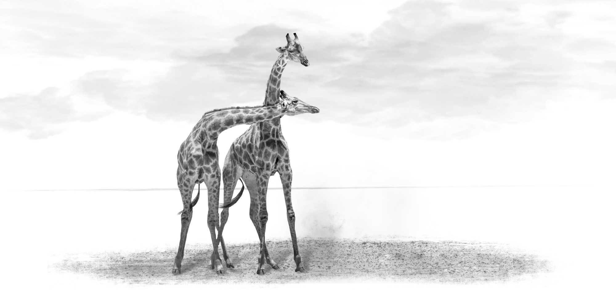 Giraffe Tussle