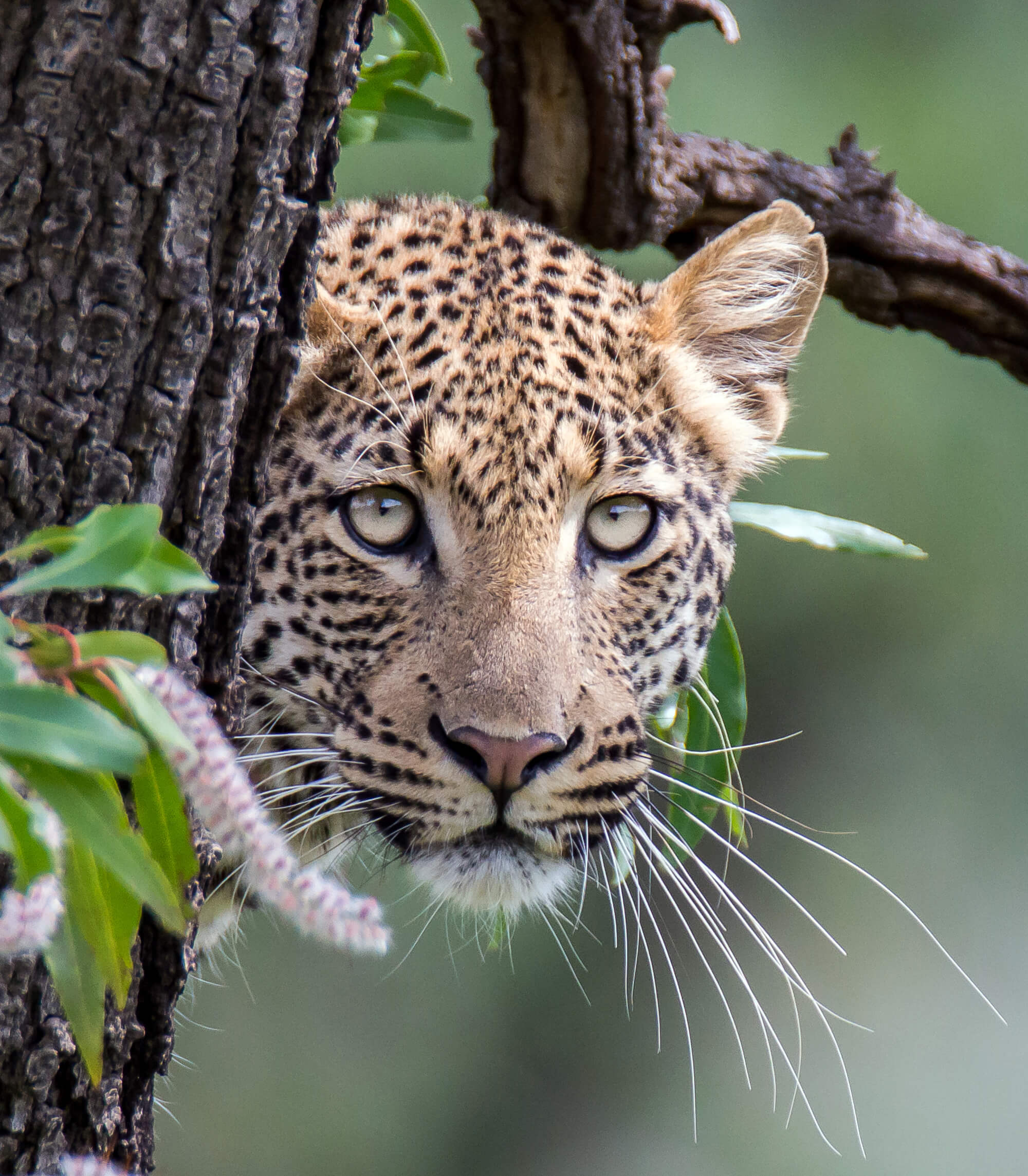 peekaboo leopard